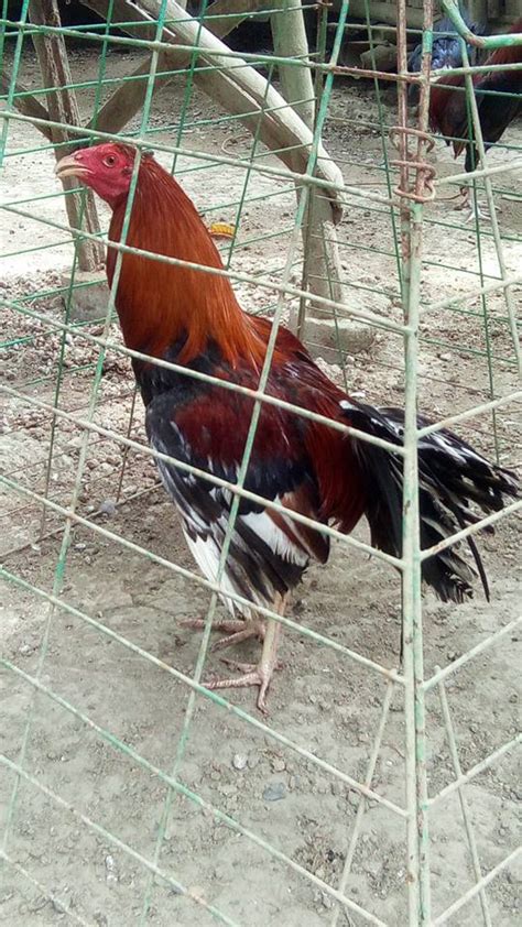 texas manok panabong for sale philippines|Buy Texas Panabong Manok online .